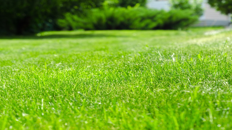 美しい庭を守る除草サービスの魅力