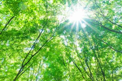 森林伐採なら正時産業へ