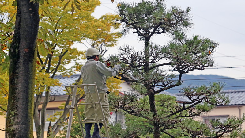 自宅の安全を守る庭木伐採