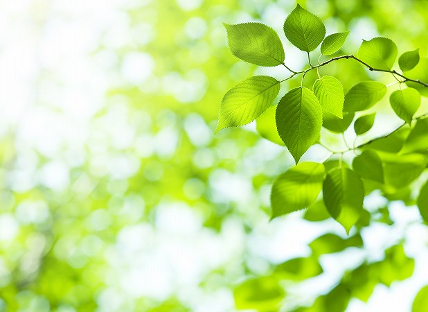 大きくなりすぎた庭木は伐採するべき？放置する危険って？