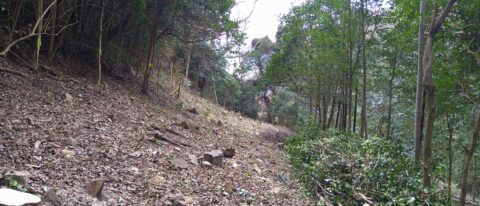 三原　恵下谷里山復活プロジェクト　進行状況