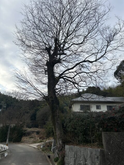 三原市某所 支障木伐採工事